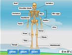 Human skeleton diagram